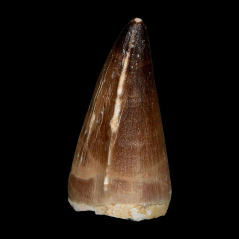 XL 2.1" Mosasaur Prognathodon Fossil Tooth Cretaceous Dinosaur Era COA, Stand - Fossil Age Minerals