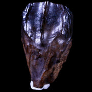 XL 0.8" Triceratops Fossil Tooth Hell Creek FM Cretaceous Dinosaur MT COA & Display