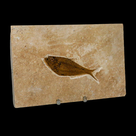 3.4" Diplomystus Dentatus Fossil Fish Green River FM WY Eocene Age COA, Stand