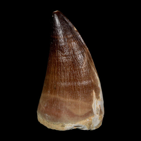 XL 2.1" Mosasaur Prognathodon Fossil Tooth Cretaceous Dinosaur Era COA, Stand - Fossil Age Minerals