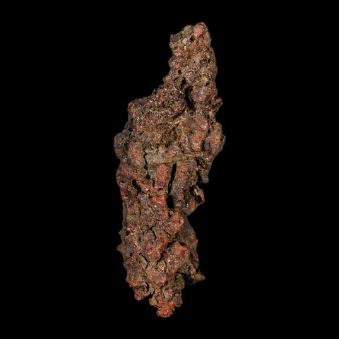 4.2" Prehistoric Coprolite Fossil Specimen Poop Dung Miocene Madagascar - Fossil Age Minerals
