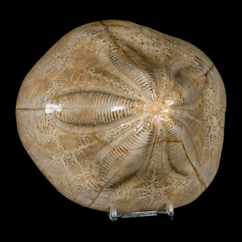 5.9" Detailed Fossil Clypeaster Altus Sea Urchin Echinoid Cretaceous Taza Morocco - Fossil Age Minerals