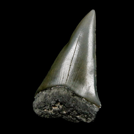 1.9" Quality Hastalis Mako Tooth Serrated Fossil Natural Miocene Age COA