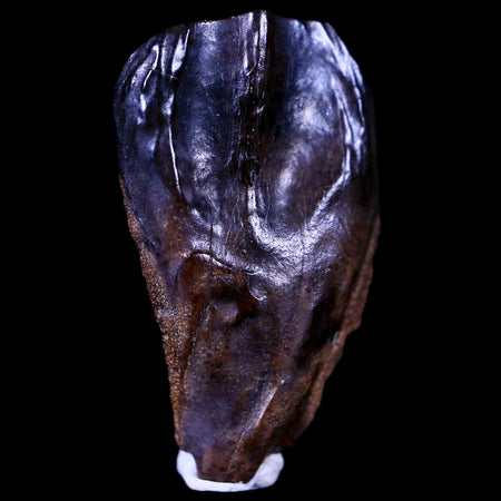 XL 0.8" Triceratops Fossil Tooth Hell Creek FM Cretaceous Dinosaur MT COA & Display