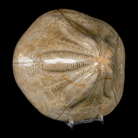 5.9" Detailed Fossil Clypeaster Altus Sea Urchin Echinoid Cretaceous Taza Morocco - Fossil Age Minerals