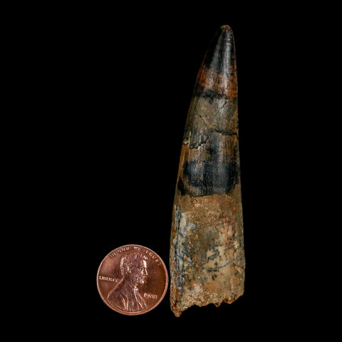 XL 3" Spinosaurus Fossil Tooth 100 Million Years Old Cretaceous Dinosaur COA - Fossil Age Minerals