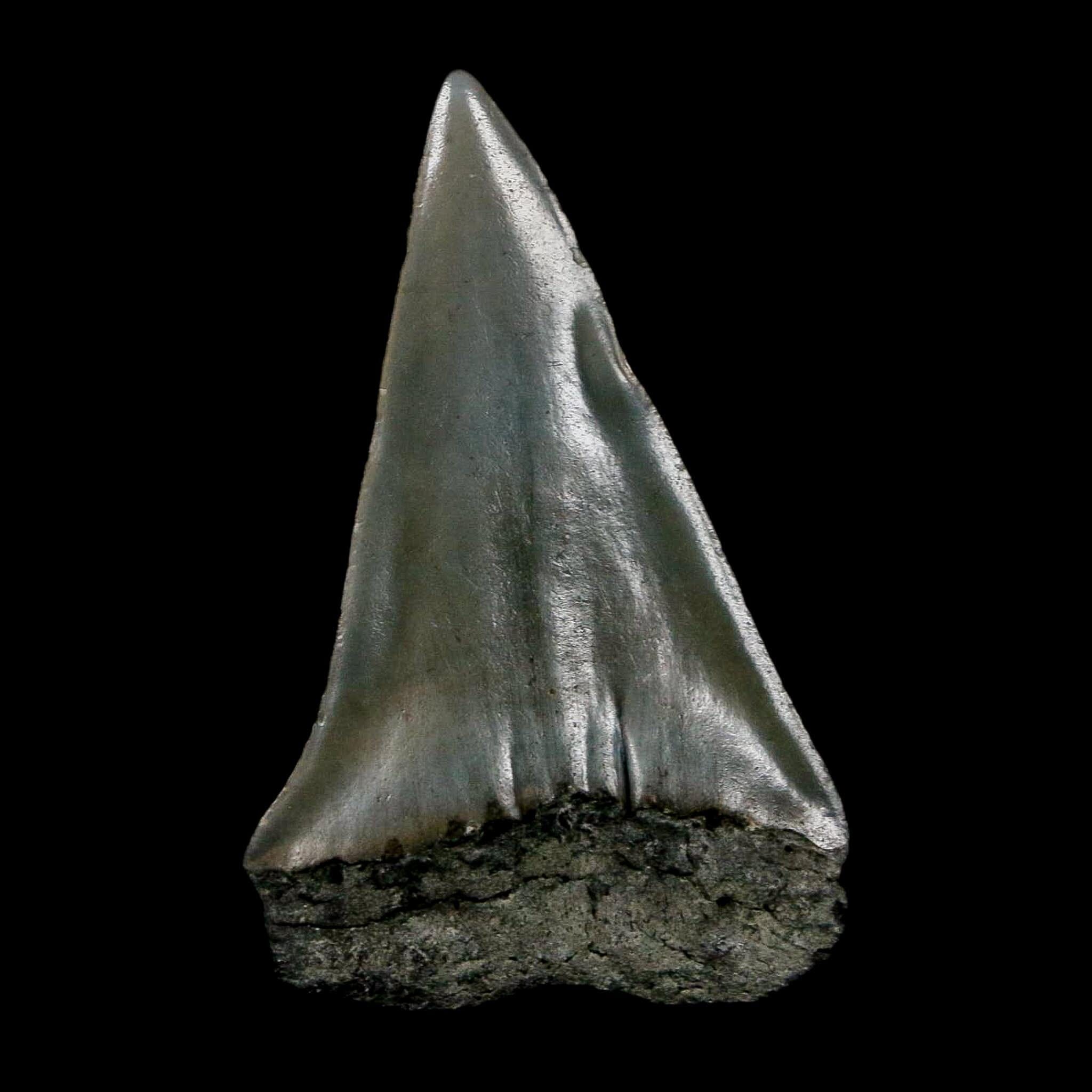 1.9" Quality Hastalis Mako Tooth Serrated Fossil Natural Miocene Age COA - Fossil Age Minerals