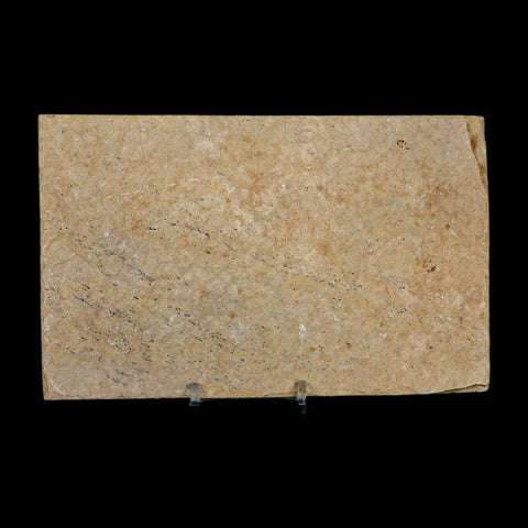 3.4" Diplomystus Dentatus Fossil Fish Green River FM WY Eocene Age COA, Stand