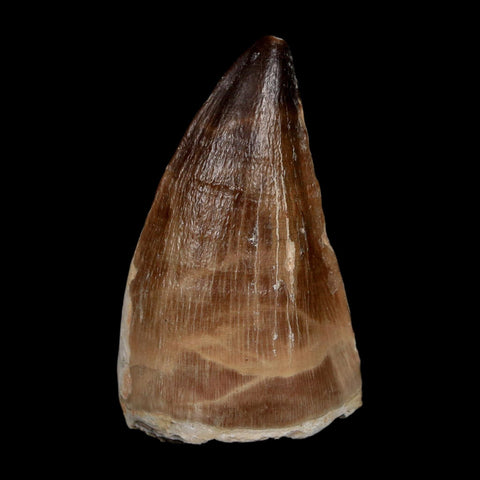XL 2.1" Mosasaur Prognathodon Fossil Tooth Cretaceous Dinosaur Era COA, Stand - Fossil Age Minerals