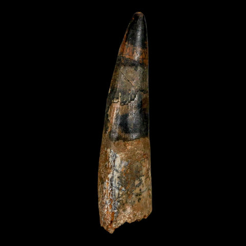 XL 3" Spinosaurus Fossil Tooth 100 Million Years Old Cretaceous Dinosaur COA - Fossil Age Minerals