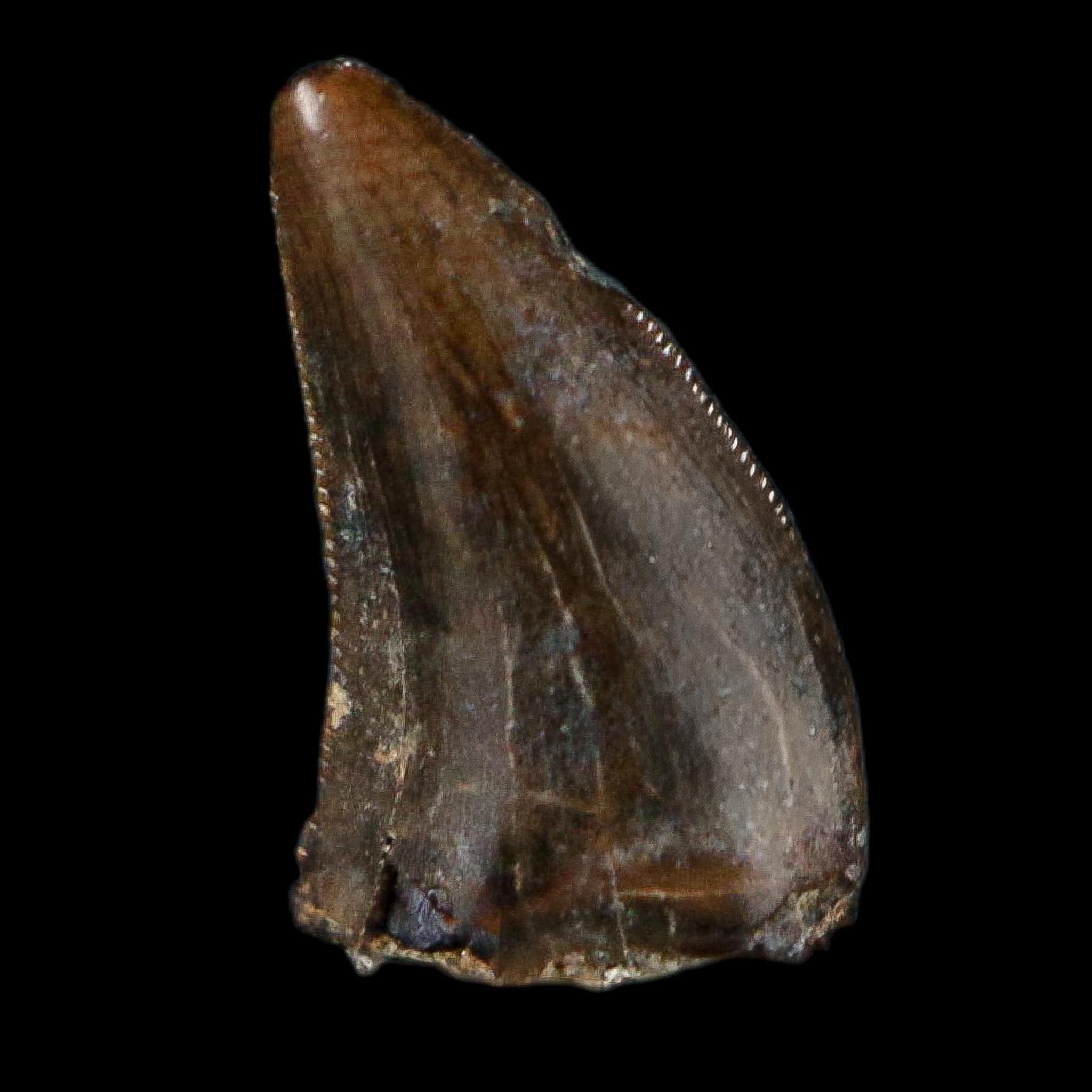 0.3" Dromaeosaurus Raptor Serrated Tooth Fossil Judith River FM MT COA, Display