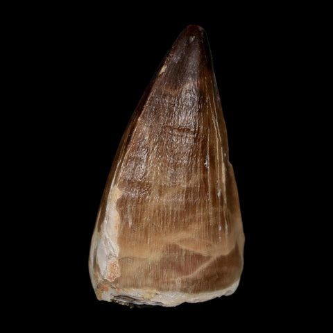 XL 2.1" Mosasaur Prognathodon Fossil Tooth Cretaceous Dinosaur Era COA, Stand - Fossil Age Minerals