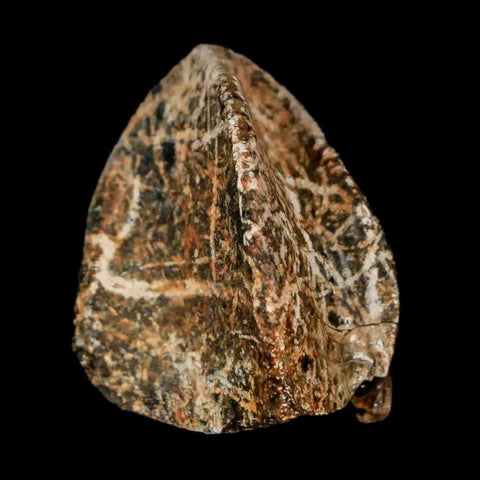 XXL 1" Triceratops Fossil Tooth Crown Lance Creek Cretaceous Dinosaur WY COA Stand - Fossil Age Minerals