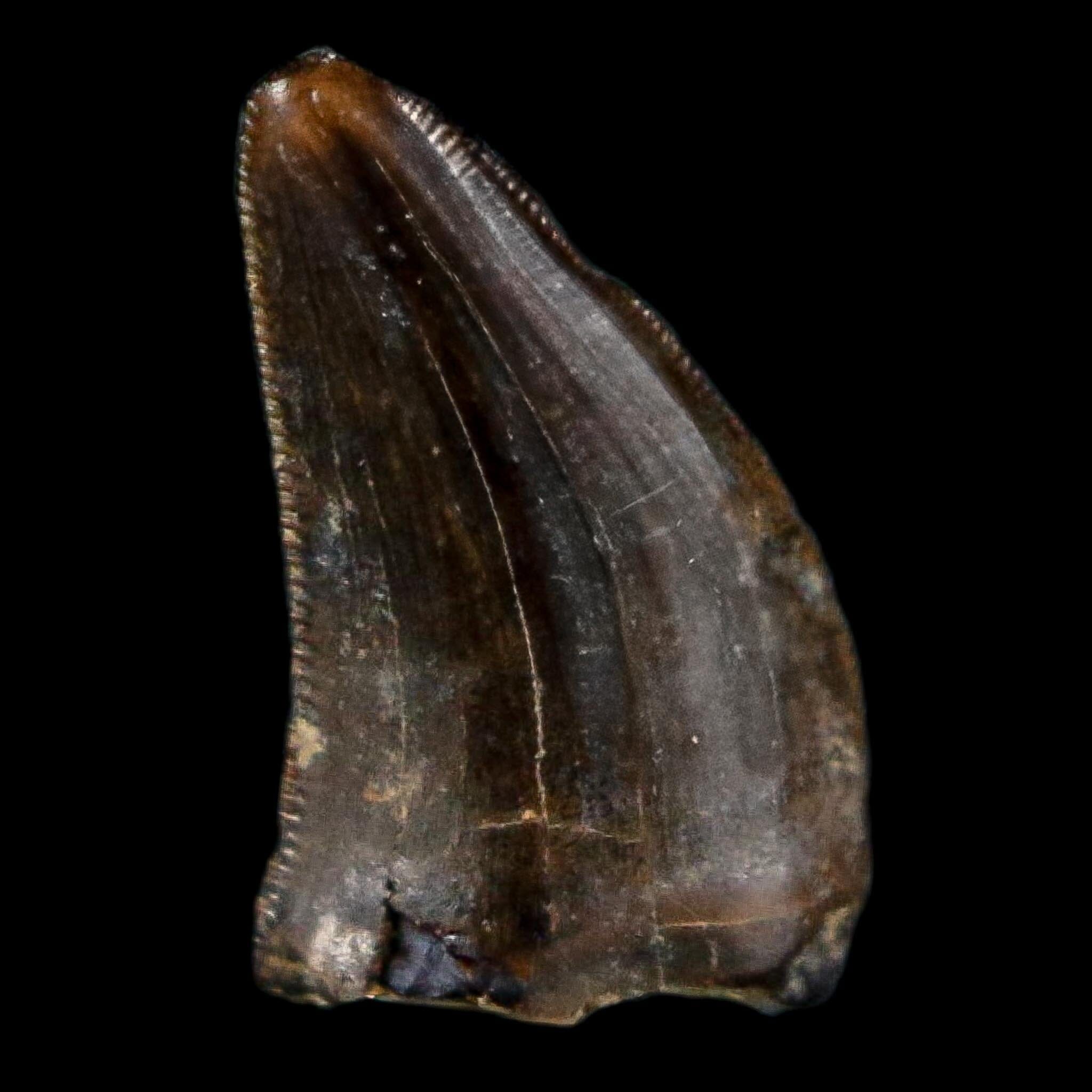 0.3" Dromaeosaurus Raptor Serrated Tooth Fossil Judith River FM MT COA, Display