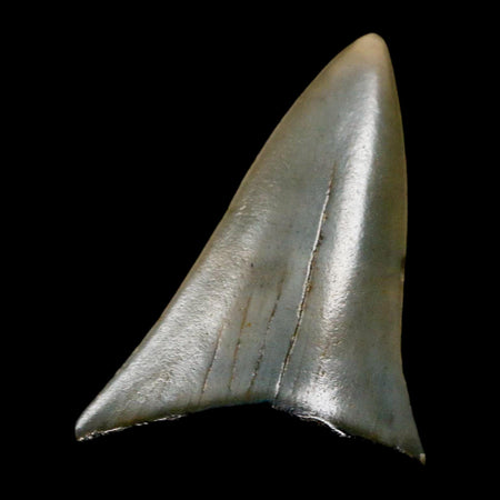 1.8" Quality Hastalis Mako Tooth Serrated Fossil Natural Miocene Age COA