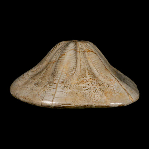 5.9" Detailed Fossil Clypeaster Altus Sea Urchin Echinoid Cretaceous Taza Morocco - Fossil Age Minerals