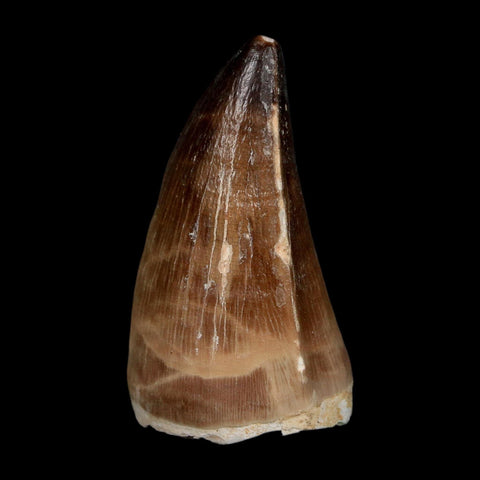 XL 2.1" Mosasaur Prognathodon Fossil Tooth Cretaceous Dinosaur Era COA, Stand - Fossil Age Minerals