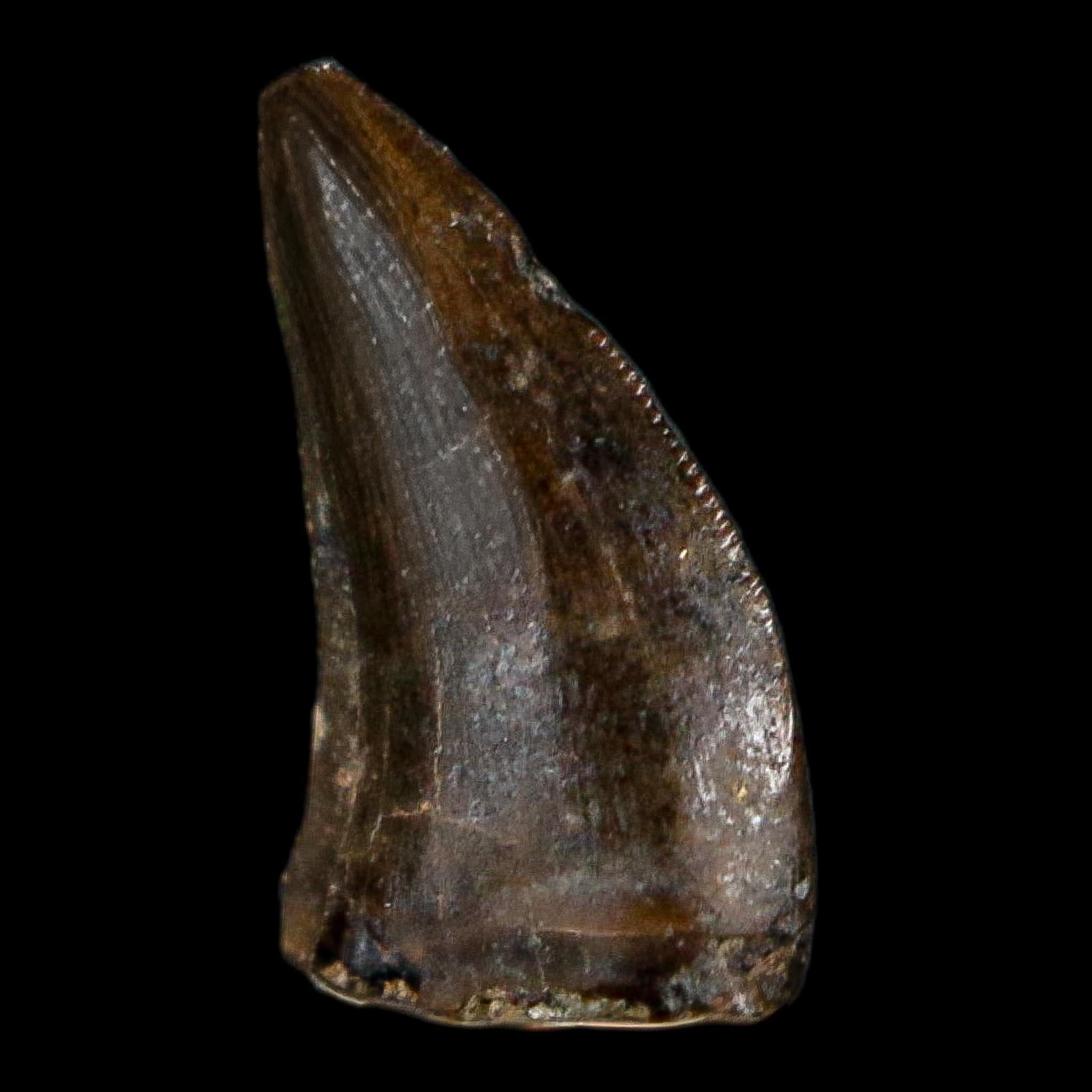 0.3" Dromaeosaurus Raptor Serrated Tooth Fossil Judith River FM MT COA, Display