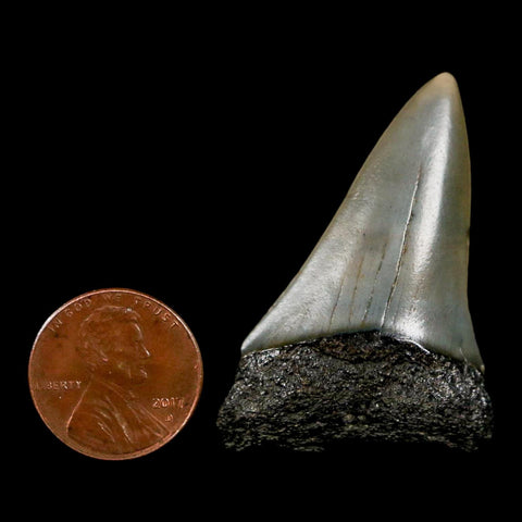 1.8" Quality Hastalis Mako Tooth Serrated Fossil Natural Miocene Age COA