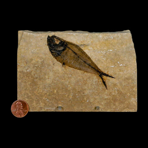 3.3" Diplomystus Dentatus Fossil Fish Green River FM WY Eocene Age COA, Stand
