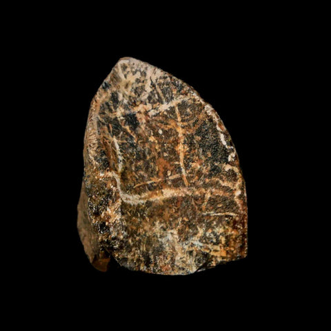 XXL 1" Triceratops Fossil Tooth Crown Lance Creek Cretaceous Dinosaur WY COA Stand - Fossil Age Minerals