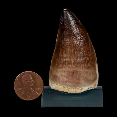 XL 2.1" Mosasaur Prognathodon Fossil Tooth Cretaceous Dinosaur Era COA, Stand - Fossil Age Minerals