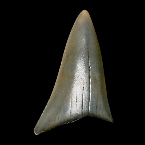 1.8" Quality Hastalis Mako Tooth Serrated Fossil Natural Miocene Age COA