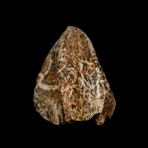 XXL 1" Triceratops Fossil Tooth Crown Lance Creek Cretaceous Dinosaur WY COA Stand - Fossil Age Minerals