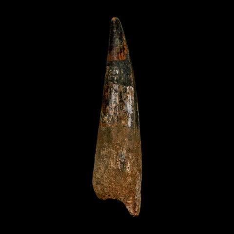 XL 3" Spinosaurus Fossil Tooth 100 Million Years Old Cretaceous Dinosaur COA - Fossil Age Minerals
