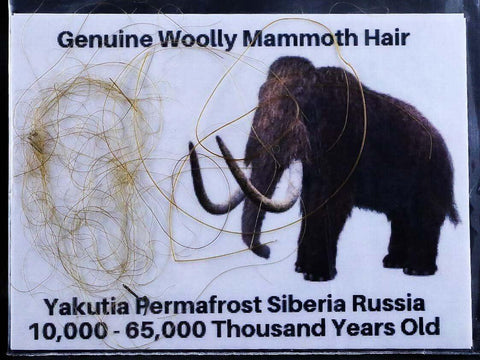 Genuine Woolly Mammoth Hair Pleistocene Yakutia Permafrost Siberia Russia COA - Fossil Age Minerals