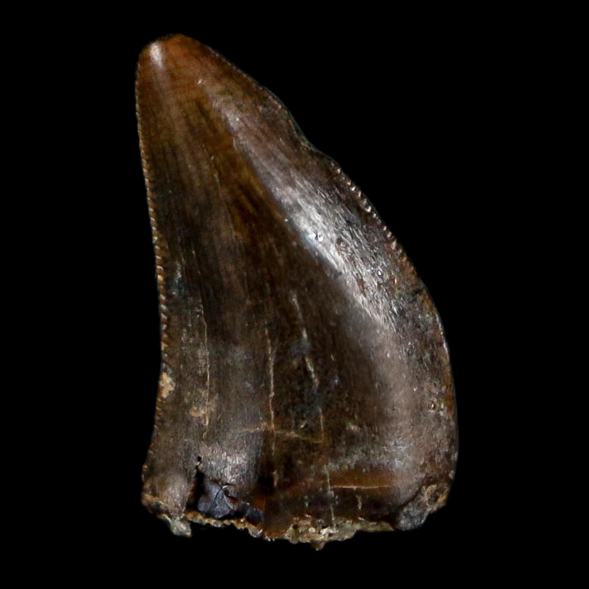 0.3" Dromaeosaurus Raptor Serrated Tooth Fossil Judith River FM MT COA, Display