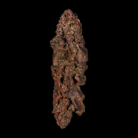 4.2" Prehistoric Coprolite Fossil Specimen Poop Dung Miocene Madagascar - Fossil Age Minerals
