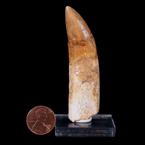 XL 3" Carcharodontosaurus Fossil Tooth Cretaceous Theropod Dinosaur COA, Stand - Fossil Age Minerals