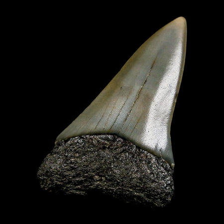 1.8" Quality Hastalis Mako Tooth Serrated Fossil Natural Miocene Age COA
