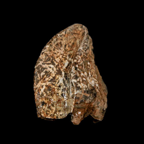 XXL 1" Triceratops Fossil Tooth Crown Lance Creek Cretaceous Dinosaur WY COA Stand - Fossil Age Minerals