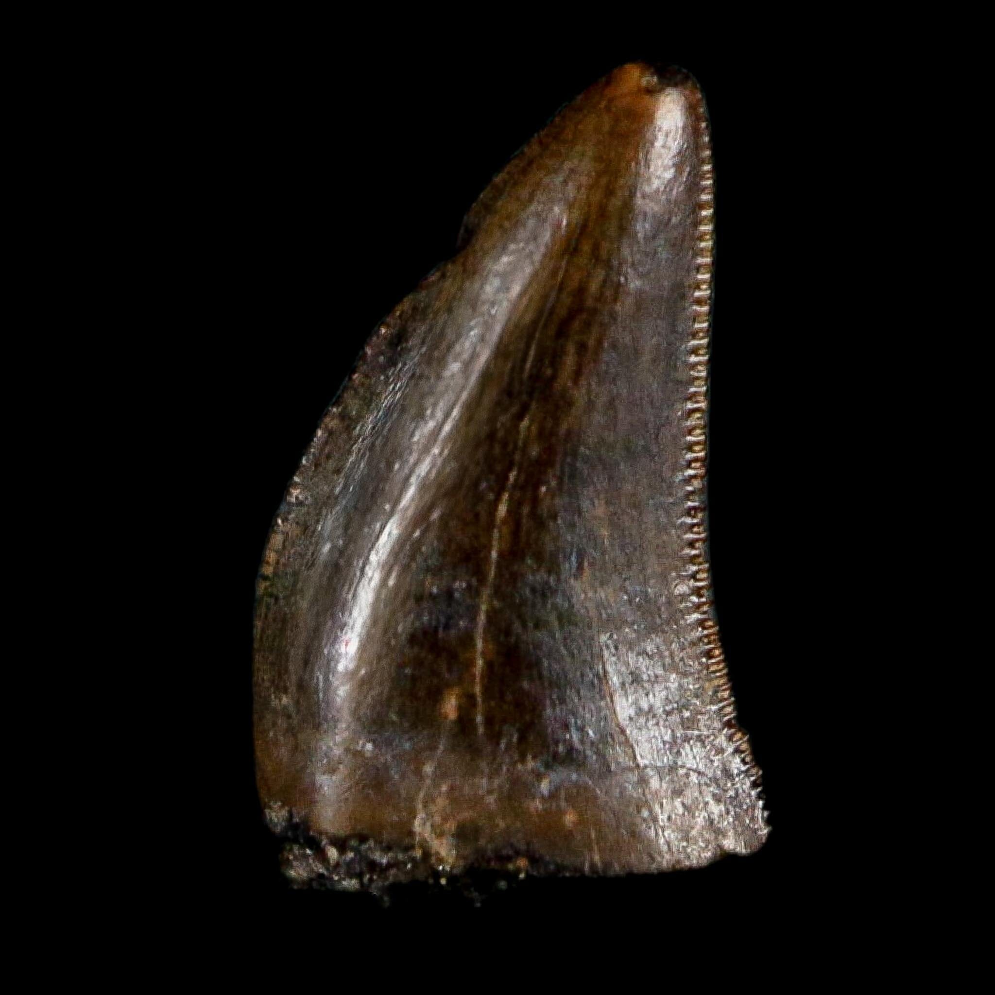 0.3" Dromaeosaurus Raptor Serrated Tooth Fossil Judith River FM MT COA, Display