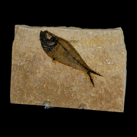 3.3" Diplomystus Dentatus Fossil Fish Green River FM WY Eocene Age COA, Stand