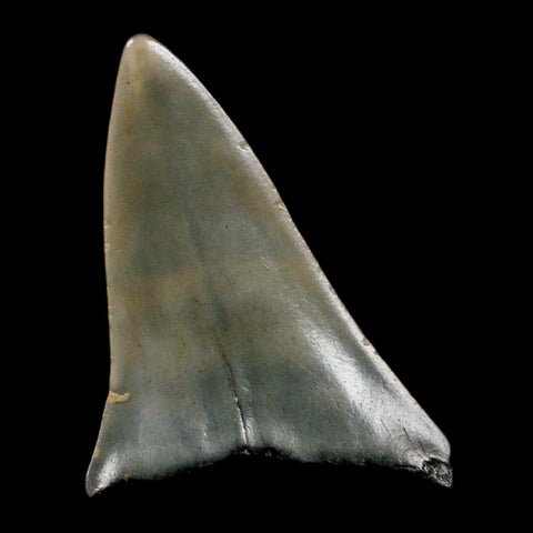 1.8" Quality Hastalis Mako Tooth Serrated Fossil Natural Miocene Age COA