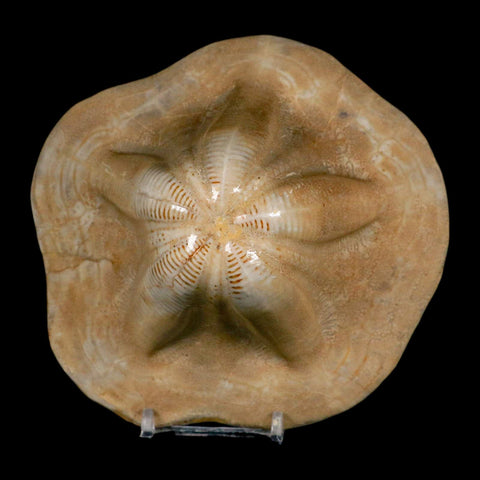 5.2" Detailed Fossil Clypeaster Altus Sea Urchin Echinoid Cretaceous Taza Morocco - Fossil Age Minerals