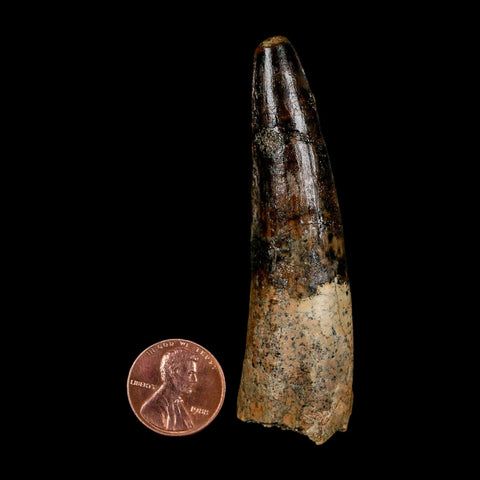 XL 3" Spinosaurus Fossil Tooth 100 Million Years Old Cretaceous Dinosaur COA - Fossil Age Minerals