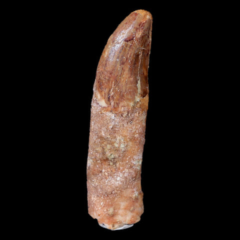 2.4" Carcharodontosaurus Fossil Tooth Cretaceous Theropod Dinosaur COA, Stand - Fossil Age Minerals