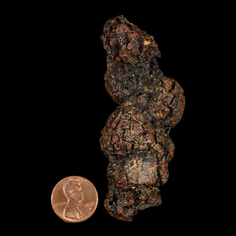3.2" Prehistoric Coprolite Fossil Specimen Poop Dung Miocene Madagascar - Fossil Age Minerals