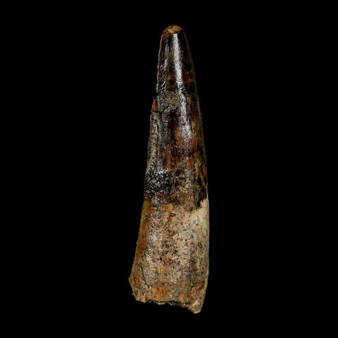XL 3" Spinosaurus Fossil Tooth 100 Million Years Old Cretaceous Dinosaur COA - Fossil Age Minerals