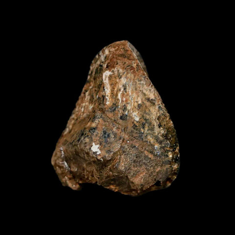 XXL 1" Triceratops Fossil Tooth Crown Lance Creek Cretaceous Dinosaur WY COA Stand - Fossil Age Minerals