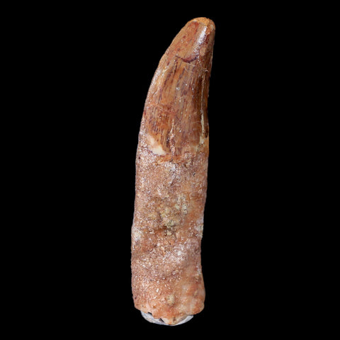 2.4" Carcharodontosaurus Fossil Tooth Cretaceous Theropod Dinosaur COA, Stand - Fossil Age Minerals