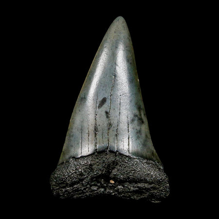 1.8" Quality Hastalis Mako Tooth Serrated Fossil Natural Miocene Age COA