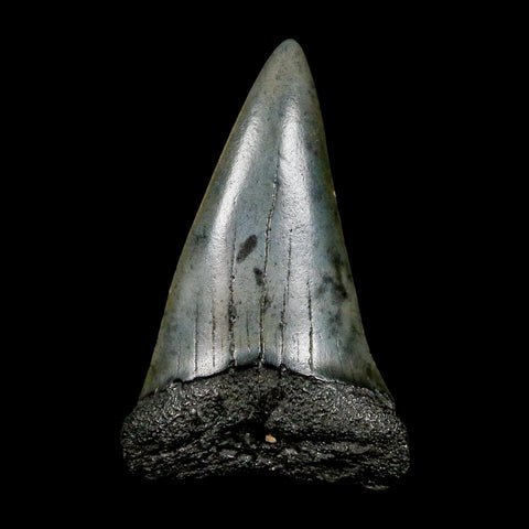 1.8" Quality Hastalis Mako Tooth Serrated Fossil Natural Miocene Age COA