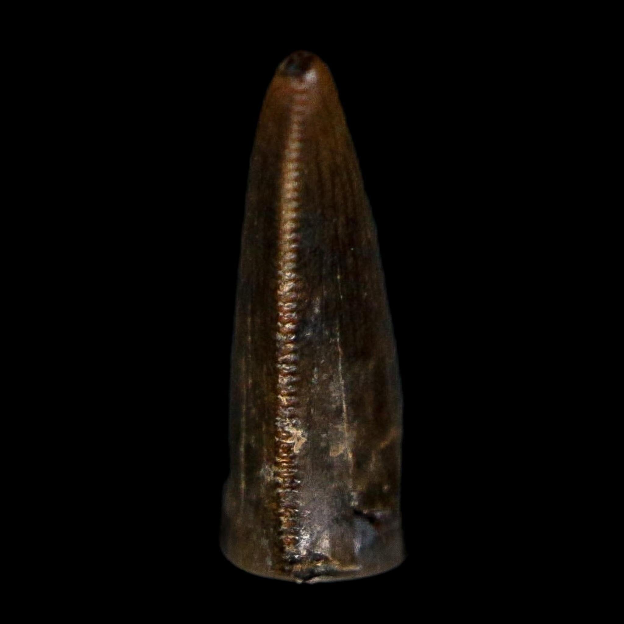 0.3" Dromaeosaurus Raptor Serrated Tooth Fossil Judith River FM MT COA, Display