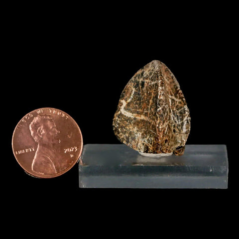 XXL 1" Triceratops Fossil Tooth Crown Lance Creek Cretaceous Dinosaur WY COA Stand - Fossil Age Minerals