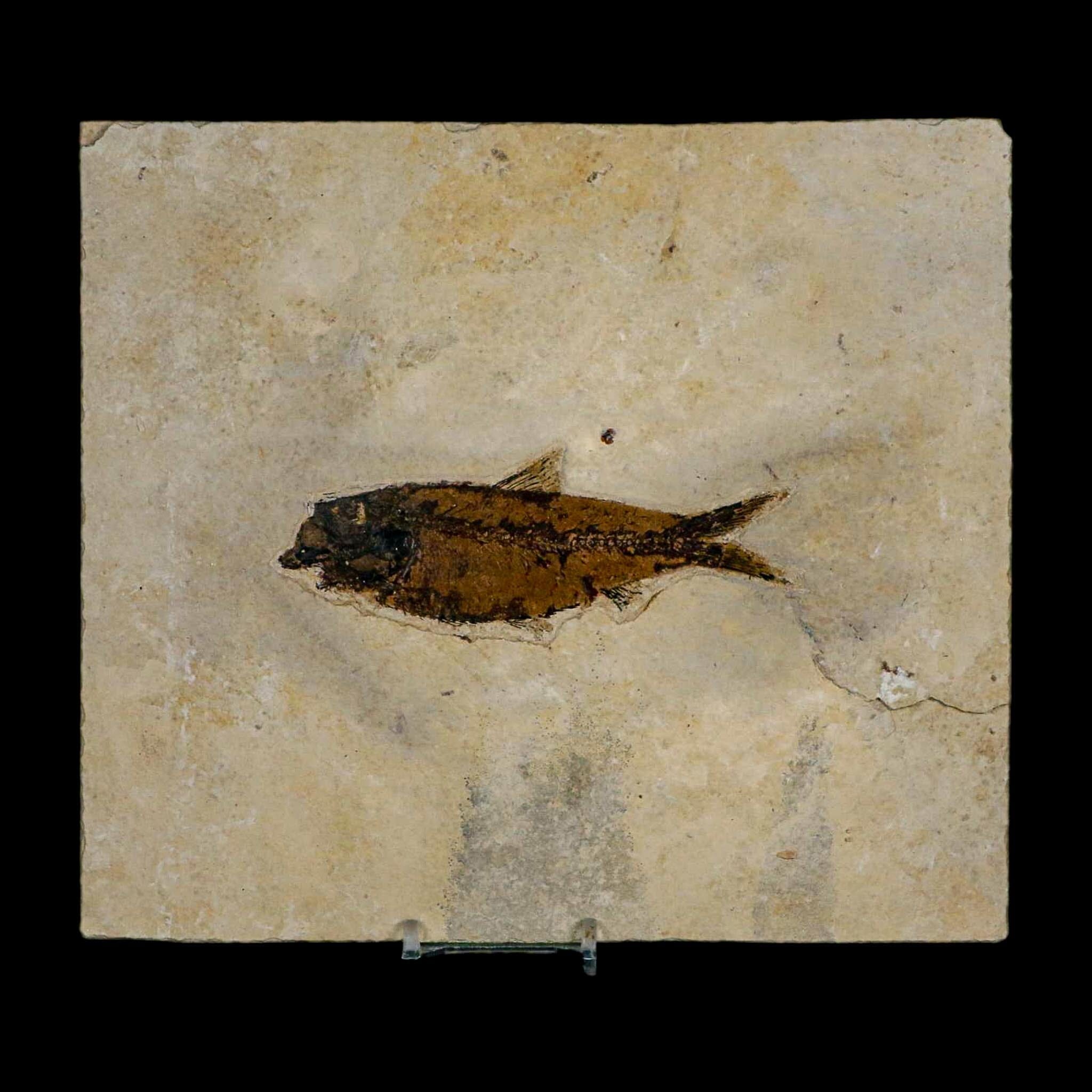 XL 4.5" Knightia Eocaena Fossil Fish Green River FM WY Eocene Age COA & Stand - Fossil Age Minerals